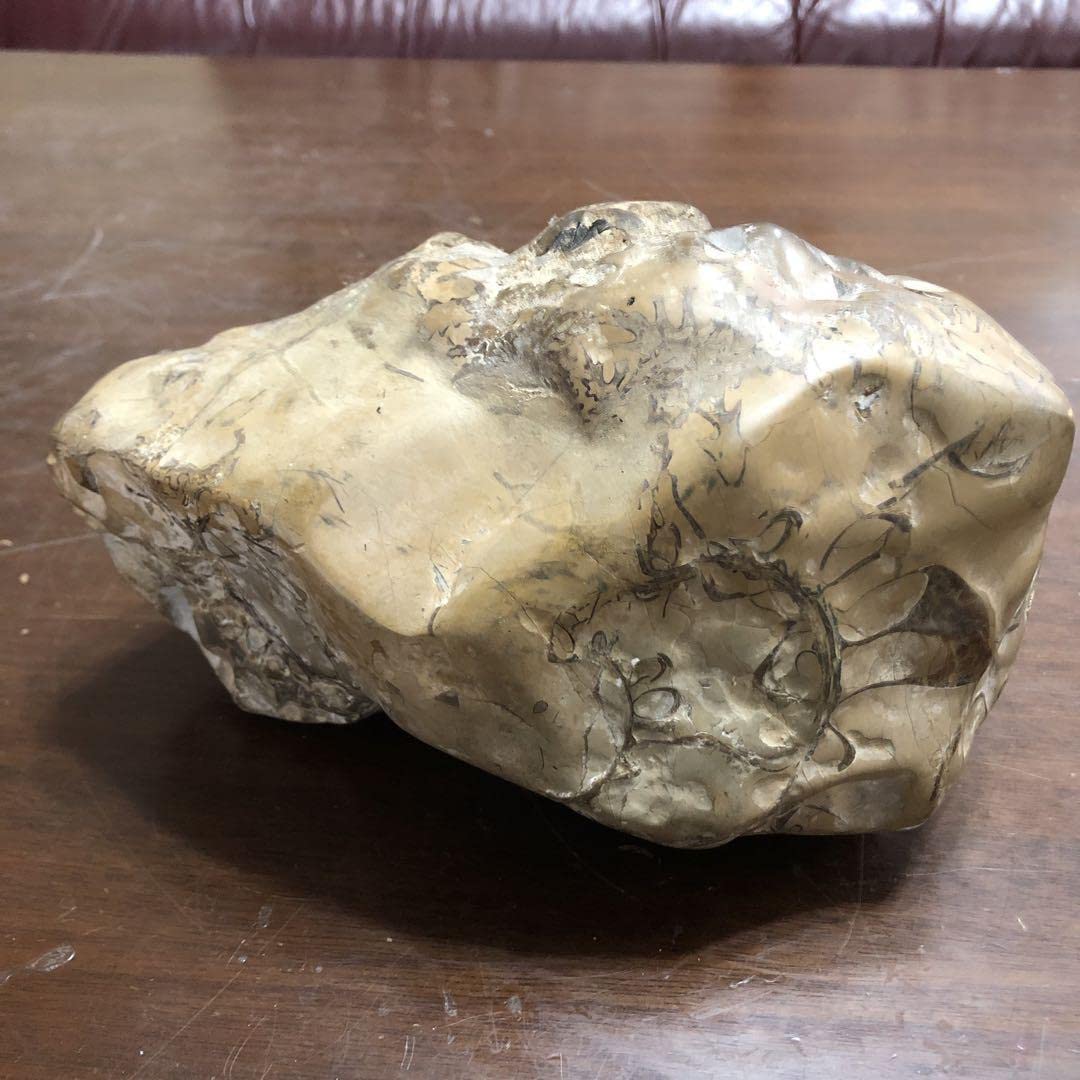 Amazon | 超貴重巨大アンモナイトの化石の一部 | 化石・発掘